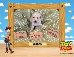 Adopt a dog:me/Labrador Retriever/Male/Baby,**Fostered in Manassas VA**

Meet Woody from the Toy Story Litter! This little guy was born to Mama Daffy on 4/24/24 and will be ready to head to her forever home on July 20th.

Woody and his 9 other littermates are learning to spend time in crates and also love their toys. They enjoy going outside and are doing great learning the new sounds and experiences outdoors. 

Apply now at www.foreverchangedar.org/adopt-a-pet if you live in DC MD VA.

Due to the puppy's young age, adopter of this puppy will be required to sign a contract legally obligating you to have the animal altered and include a spay/neuter fee at the time of adoption for a future spay/neuter paid for by FCAR with one of our affiliated veterinarians.

They are up-to-date on age appropriate vaccines and preventatives. The adopter will need to arrange for the puppy's spayed/neutered surgery for when the puppy turns 6 months of age, and the cost of the procedure is included in the spay/neuter fee collected at the time of adoption.

**If you're viewing this on Petfinder, please visit www.foreverchangedar.org/adopt-a-pet to complete our non-binding adoption application.**