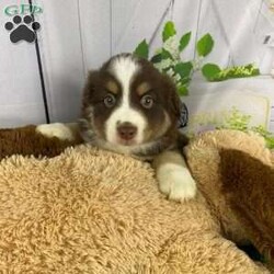 Dash/Australian Shepherd									Puppy/Male	/7 Weeks,Meet Dash, a delightful and affectionate AKC Registered Australian Shepard. This fun-loving and beautiful companion is eagerly awaiting a forever family. With a soft and cuddly nature, that is  sure to bring love and joy into any home.