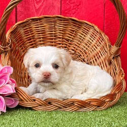 Binky/Havanese									Puppy/Female	/7 Weeks,  Binky is an adorable little cream and white  Akc registered havanese puppy! Family raised and well socialized! Up to date with all shots and dewormings! Comes with a health guarantee! Delivery available! Contact us today to get your new family member!