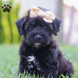 Cassidy/Mini Schnoodle Puppy/Female /7 Weeks Cassidy/Mini Schnoodle Puppy/Female /7 Weeks,Meet Cassidy, an irresistible Schnoodle puppy bursting with joy and affection! With her soft coat and sparkling eyes, she is a delightful blend of the Poodle’s intelligence and the Schnauzer’s playful spirit. She loves snuggling up for quiet moments just as much as she enjoys spirited playtime and outdoor adventures. Raised in a nurturing environment, she’s well-socialized and ready to bring joy and companionship to her forever home!