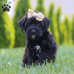 Cassidy/Mini Schnoodle Puppy/Female /7 Weeks Cassidy/Mini Schnoodle Puppy/Female /7 Weeks,Meet Cassidy, an irresistible Schnoodle puppy bursting with joy and affection! With her soft coat and sparkling eyes, she is a delightful blend of the Poodle’s intelligence and the Schnauzer’s playful spirit. She loves snuggling up for quiet moments just as much as she enjoys spirited playtime and outdoor adventures. Raised in a nurturing environment, she’s well-socialized and ready to bring joy and companionship to her forever home!