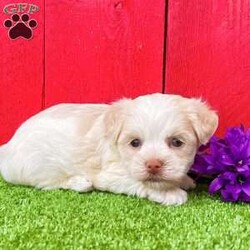 Binky/Havanese									Puppy/Female	/7 Weeks,  Binky is an adorable little cream and white  Akc registered havanese puppy! Family raised and well socialized! Up to date with all shots and dewormings! Comes with a health guarantee! Delivery available! Contact us today to get your new family member!