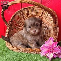 Daisy/Havanese									Puppy/Female	/8 Weeks,  Daisy is an adorable little light sable chocolate Akc registered havanese puppy! Family raised and well socialized! Up to date with all shots and dewormings! Comes with a health guarantee! Delivery available! Contact us today to get your new family member!