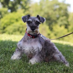 Cassidy/Mini Schnoodle Puppy/Female /7 Weeks Cassidy/Mini Schnoodle Puppy/Female /7 Weeks,Meet Cassidy, an irresistible Schnoodle puppy bursting with joy and affection! With her soft coat and sparkling eyes, she is a delightful blend of the Poodle’s intelligence and the Schnauzer’s playful spirit. She loves snuggling up for quiet moments just as much as she enjoys spirited playtime and outdoor adventures. Raised in a nurturing environment, she’s well-socialized and ready to bring joy and companionship to her forever home!