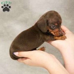 Chip/Dachshund									Puppy/Male	/6 Weeks,This tiny boy is ready to find his forever family. He is so gentle, sweet and loving. His parents are genetically tested. He has begun early socialization and enrichment. He has been seen by our certified veterinarian, microchipped and will get sent home with a pre-paid registration and an online pre-paid K9 Master Class to kick-start training! 