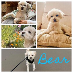 Adopt a dog:Bear/Maltese/Male/Senior,Meet Bear! 
Age ain’t nothin’ but a number for this little fella! 
He is 10 years young and is full of pep! He truly doesn’t show his age! Due to no fault of his own, his owners had to quickly find him a home as they were losing theirs. We luckily had a landing place for him to catch up on grooming and medical while he found his forever! I mean look at that haircut ? (thank you Sarah)! He is a very sweet boy who still has a lot of energy and enjoys long walks and cuddles! He has always been an only fur child so he would prefer to keep it that way! He loves toys, treats and truly aims to please! His ideal home would be someone who is home and truly wants an active companion who will love him all the rest of his years! He is up to date on vaccines, microchipped and neutered!

Bear is about 9 years old.