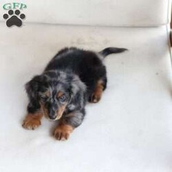 Milo/Dachshund									Puppy/Male	/May 9th, 2024,To contact the breeder about this puppy, click on the “View Breeder Info” tab above.