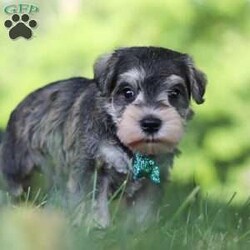 Barney/Miniature Schnauzer									Puppy/Male	/7 Weeks,Meet Barney, the epitome of charm and cuteness in the form of an AKC Miniature Schnauzer puppy! He is a delightful blend of energy, intelligence, and affection, ready to prance into your heart and home. His expressive eyes convey the joy and warmth he brings to every interaction. Raised with love and care, he is the perfect fit for families and individuals alike, ready to prance into your heart and home with a lineage that exemplifies excellence. As the day winds down he transform into a perfect little snuggle buddy. Highly intelligent and he quickly picks up on new thing this makes him easy to train. 