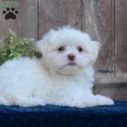 Kody/Maltese									Puppy/Male	/May 1st, 2024,Are you searching for a delightful Maltese puppy to snuggle and hold? This precious little cutie is up to date on shots and dewormer and vet checked. Our puppies are well socialized and family raised. Maltese are friendly and adorable with sweet personalities! If you are seeking the perfect pup contact Barbie today!