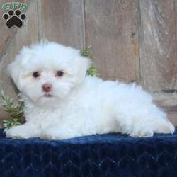 Kody/Maltese									Puppy/Male	/May 1st, 2024,Are you searching for a delightful Maltese puppy to snuggle and hold? This precious little cutie is up to date on shots and dewormer and vet checked. Our puppies are well socialized and family raised. Maltese are friendly and adorable with sweet personalities! If you are seeking the perfect pup contact Barbie today!