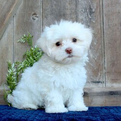 Kody/Maltese									Puppy/Male	/May 1st, 2024,Are you searching for a delightful Maltese puppy to snuggle and hold? This precious little cutie is up to date on shots and dewormer and vet checked. Our puppies are well socialized and family raised. Maltese are friendly and adorable with sweet personalities! If you are seeking the perfect pup contact Barbie today!