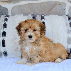 Symphony/Havanese									Puppy/Female	/8 Weeks,Meet Symphony! This affectionate Havanese puppy is vet checked & up to date on shots & wormer. She is registered with the AKC, plus comes with a 30 day health guarantee provided by the breeder! Symphony is well socialized & currently being family raised with children! If you would like more information on this cuddly pup, please contact Daniel & Martha Zook today!