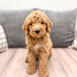 Victor/Labradoodle									Puppy/Male	/7 Weeks,This sweet and adorable F1BB Labradoodle is looking for a forever family! Dad “Teo” is a 20 lb Poodle and Mom “Bailey” is a 32lb F1B Labradoodle.