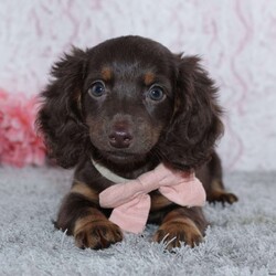 Unity/Dachshund									Puppy/Female	/8 Weeks,To contact the breeder about this puppy, click on the “View Breeder Info” tab above.