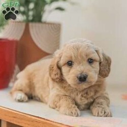 Max F1bb/Mini Goldendoodle									Puppy/Male	/6 Weeks,Max is a cuddly, and playfull Mini Goldendoodle. He is well socialized and our children love to play with Max and his siblings!