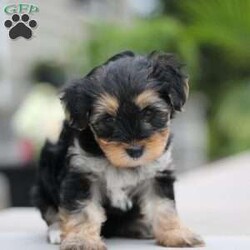 Gracie/Yorkie Poo									Puppy/Female	/7 Weeks,Gracie is a beautiful black and tan Yorkipoo puppy.  Her father is a toy poodle who weighs 7 pounds (he is our friend’s dog) and Gracie’s mother, Gidget, is a Yorkipoo who belongs to us.  Gracie’s personality is perfect…playful but also a very relaxed puppy.  She loves to play as much as she loves to snuggle.  Our puppies are raised by our family as a hobby.  We have always loved dogs and find much joy in connecting our cute puppies to the perfect home.  