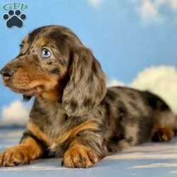 Wendy/Dachshund									Puppy/Female	/12 Weeks,Hey There, My name is Wendy! I am a very beautiful female ACA Mini Dachshund puppy! I was born on April 23rd, 2024. I am looking for my new family, could that be with you? If you choose me I will come home to you with my vaccinations and deworming up to date and I will also be ACA Registered. If you think that I am the perfect pup for your family, then please call or text to find out more information about me!