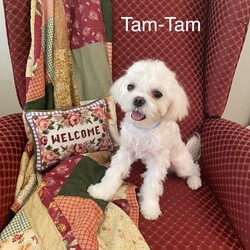 Adopt a dog:Tam Tam/Maltese/Male/Young,Meet Tam: 6 month old Male Maltese he 8 lbs of love and cuddles! Tam would love a playful friend or someone home to keep him entertained.  He is up to date on vaccines and neuter & microchip asap.  He is a cuddle bug and loves attention.  

Do you have time for a puppy?
 Adoption application www.viprescuecfl.org