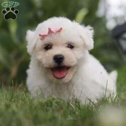 Bell/Bichon Frise									Puppy/Female	/7 Weeks,Introducing Bell, an irresistibly adorable ACA Bichon puppy looking for her forever home! With fluffy fur and eyes that sparkle with curiosity, this little girl is ready to fill your home with joy. She has a heart full of love and a playful spirit that will fill your home with laughter. Whether cuddled up on the couch or exploring the great outdoors she is ready to bring endless joy and companionship to the lucky family that opens their hearts to her boundless affection. Her playful demeanor makes her a wonderful companion for both individuals and families alike. Plus her fluffy coat is hypoallergenic, making her perfect for those with sensitivities. The momma is named Marigold. She has a heart of gold and is the best momma to the puppies. Dad is handsome boy named Cody. He has a goofy personality and keeps us all entertained. All of our pups are up to date on all vaccines and dewormer, are microchipped, and come with our two year genetic health guarantee, and they have received a full, nose to tail exam from our vet. If you have any more questions or would like to schedule a visit you can call anytime Monday-Saturday. Thanks! Christ and Joanna Troyer 