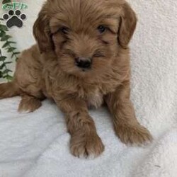 Paris/Mini Goldendoodle									Puppy/Female	/6 Weeks,Paris is an adoreable F1B Miniature Goldendoodle puppy.  Her mother is a miniature Goldendoodle who is around 20lbs. and her father is a red miniature poodle who is around 9lbs.  She comes with a health guarentee, record of all vaccines and deworming and her vet health certificate along with a familar toy, blanket with mom’s scent and some of her food that she’s used to eating.  You’re welcome to come for a visit!