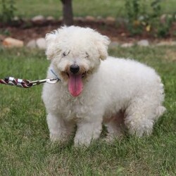 Bell/Bichon Frise									Puppy/Female	/7 Weeks,Introducing Bell, an irresistibly adorable ACA Bichon puppy looking for her forever home! With fluffy fur and eyes that sparkle with curiosity, this little girl is ready to fill your home with joy. She has a heart full of love and a playful spirit that will fill your home with laughter. Whether cuddled up on the couch or exploring the great outdoors she is ready to bring endless joy and companionship to the lucky family that opens their hearts to her boundless affection. Her playful demeanor makes her a wonderful companion for both individuals and families alike. Plus her fluffy coat is hypoallergenic, making her perfect for those with sensitivities. The momma is named Marigold. She has a heart of gold and is the best momma to the puppies. Dad is handsome boy named Cody. He has a goofy personality and keeps us all entertained. All of our pups are up to date on all vaccines and dewormer, are microchipped, and come with our two year genetic health guarantee, and they have received a full, nose to tail exam from our vet. If you have any more questions or would like to schedule a visit you can call anytime Monday-Saturday. Thanks! Christ and Joanna Troyer 