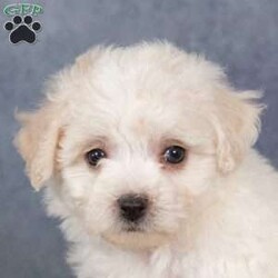 Sunkiss/Bichon Frise									Puppy/Female	/7 Weeks,Are you ready to welcome a new puppy into your family? Sunkiss is a cute and cuddly Bichon Frise puppy! Up to date on shots & wormer , vet checked, Family raised and is socialized with kids.  If you want to learn more about Sunkiss to see how to make this sweet pup yours, please call paw Tale Puppies  today.