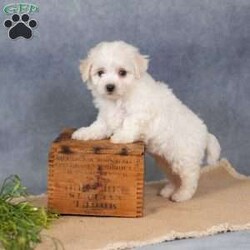 Sunkiss/Bichon Frise									Puppy/Female	/7 Weeks,Are you ready to welcome a new puppy into your family? Sunkiss is a cute and cuddly Bichon Frise puppy! Up to date on shots & wormer , vet checked, Family raised and is socialized with kids.  If you want to learn more about Sunkiss to see how to make this sweet pup yours, please call paw Tale Puppies  today.