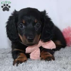 Courtney/Dachshund									Puppy/Female	/7 Weeks,To contact the breeder about this puppy, click on the “View Breeder Info” tab above.