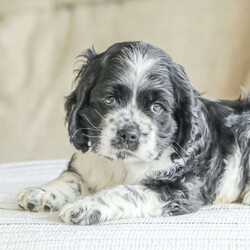 Knight/Cocker Spaniel									Puppy/Male	/June 16th, 2024,Meet our adorable and cuddly Cocker Spaniel puppies! They are family raised and well socialized. Our children love to give them hugs and snuggles. Our puppies come with a 1 year genetic health guarantee , they have been vet checked, and are up to date on dewormer and vaccinations. Call today to schedule a visit with one of our puppies!