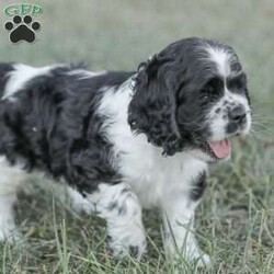 Knight/Cocker Spaniel									Puppy/Male	/June 16th, 2024,Meet our adorable and cuddly Cocker Spaniel puppies! They are family raised and well socialized. Our children love to give them hugs and snuggles. Our puppies come with a 1 year genetic health guarantee , they have been vet checked, and are up to date on dewormer and vaccinations. Call today to schedule a visit with one of our puppies!