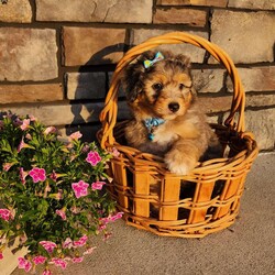 Jasper/Mini Aussiedoodle									Puppy/Male	/8 Weeks,Hi, my name is Jasper. I’m a handsome Blue Merle, I’m up to date on all my shots and wormer   microchipped, and will be vet checked.  My mama is about 25 lbs and my dad is 16lbs. Call or text for more info  
