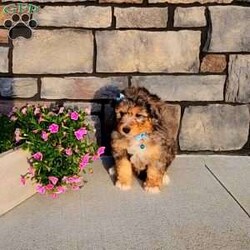 Jasper/Mini Aussiedoodle									Puppy/Male	/8 Weeks,Hi, my name is Jasper. I’m a handsome Blue Merle, I’m up to date on all my shots and wormer   microchipped, and will be vet checked.  My mama is about 25 lbs and my dad is 16lbs. Call or text for more info  