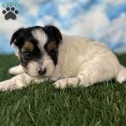 Grace/Yorkie									Puppy/Female	/5 Weeks,Hey There, My name is Grace! I am a very beautiful female Biewer puppy! ! I was born on July 8th, 2024. I am such a sweet little girl! I’m looking for my new family, could that be with you? If you choose me I will come home to you vet checked with my vaccinations and deworming up to date and I will also be microchipped! If you think that I would be the perfect little addition for your family, then please call or text to find out more information about me! I am located in Canton, Ohio!