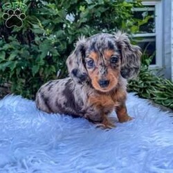 Jewel/Dachshund									Puppy/Female	/8 Weeks,Meet Jewel. This adorable mini long haired Dachshund puppy is well socialized and in a family home. She is vet checked, up to date on shots, and dewormed. 