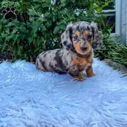 Jewel/Dachshund									Puppy/Female	/8 Weeks,Meet Jewel. This adorable mini long haired Dachshund puppy is well socialized and in a family home. She is vet checked, up to date on shots, and dewormed. 