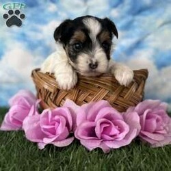 Grace/Yorkie									Puppy/Female	/5 Weeks,Hey There, My name is Grace! I am a very beautiful female Biewer puppy! ! I was born on July 8th, 2024. I am such a sweet little girl! I’m looking for my new family, could that be with you? If you choose me I will come home to you vet checked with my vaccinations and deworming up to date and I will also be microchipped! If you think that I would be the perfect little addition for your family, then please call or text to find out more information about me! I am located in Canton, Ohio!
