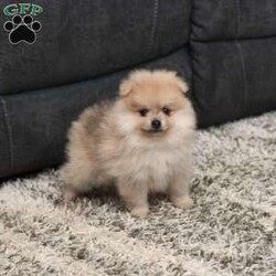 Levi/Pomeranian									Puppy/Male	/7 Weeks,To contact the breeder about this puppy, click on the “View Breeder Info” tab above.