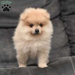 Levi/Pomeranian									Puppy/Male	/7 Weeks,To contact the breeder about this puppy, click on the “View Breeder Info” tab above.