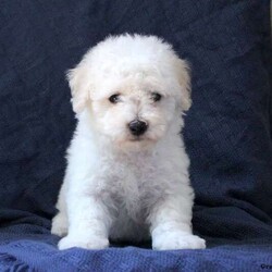 Martin/Bichon Frise									Puppy/Male	/June 24th, 2024,Could this Bichon Frise puppy be any cuter? Fluffy and fun, Martin is socialized, friendly, and ready to meet you! He is being family raised with children and can be registered with the ACA. Martin will come home vet checked, up to date on shots and de-wormer, and with a health guarantee provided by the breeder. This adorable sweetheart could be the one for you! Call Josiah Lantz today to learn more and schedule a visit!