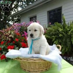 Sammie/English Cream Golden Retriever									Puppy/Male	/8 Weeks,Hi, I’m Sammie, a happy,chubby, playful puppy. I’m very well socalized as I live with Grandpa and Grandma, and get to play with grandchildren everyday. I love them and they love me. 