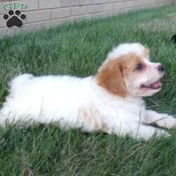 Addy/Cavachon									Puppy/Female	/10 Weeks,Hi, im a Cavashon puppy. I am looking forward to meeting you! I am up to date with my immunizations, my wormer medications, and I have a Micro-chip so that I can be easily identified if I ever become lost! 