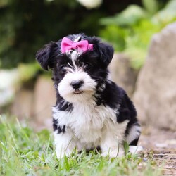 Bailey/Morkie / Yorktese Puppy/Female /8 Weeks Bailey/Morkie / Yorktese Puppy/Female /8 Weeks,Meet Bailey, the sweetest little Morkie girl with a heart as big as her fluffy coat! This little girl is more than just a pretty face; she’s a bundle of love and personality wrapped in a pint-sized package. Whether she’s romping around with her toys or curling up in your lap for a cozy nap, this pup knows how to make every moment special. Her gentle demeanor and curious spirit make her the perfect companion for any family, ready to bring happiness into your home.