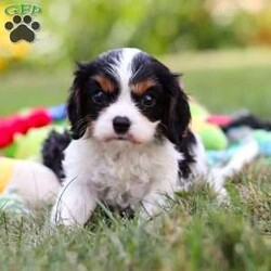 Barnaby/Cavalier King Charles Spaniel									Puppy/Male	/7 Weeks,Meet Barnaby, a friendly little AKC Cavalier King Charles Spaniel puppy! He has a stunning, silky coat and big innocent eyes that will have you attached to him in no time. He is the perfect size to join you on all your everyday activities, big enough to keep up with a fast paced life, but small enough to be by your side no matter where you go. Cavaliers are known for calm and sweet nature, and they are usually great with kids so make wonderful family pets!