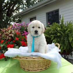 Sammie/English Cream Golden Retriever									Puppy/Male	/8 Weeks,Hi, I’m Sammie, a happy,chubby, playful puppy. I’m very well socalized as I live with Grandpa and Grandma, and get to play with grandchildren everyday. I love them and they love me. 