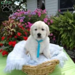 Sammie/English Cream Golden Retriever									Puppy/Male	/8 Weeks,Hi, I’m Sammie, a happy,chubby, playful puppy. I’m very well socalized as I live with Grandpa and Grandma, and get to play with grandchildren everyday. I love them and they love me. 