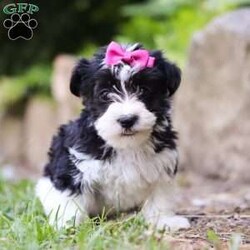 Bailey/Morkie / Yorktese Puppy/Female /8 Weeks Bailey/Morkie / Yorktese Puppy/Female /8 Weeks,Meet Bailey, the sweetest little Morkie girl with a heart as big as her fluffy coat! This little girl is more than just a pretty face; she’s a bundle of love and personality wrapped in a pint-sized package. Whether she’s romping around with her toys or curling up in your lap for a cozy nap, this pup knows how to make every moment special. Her gentle demeanor and curious spirit make her the perfect companion for any family, ready to bring happiness into your home.