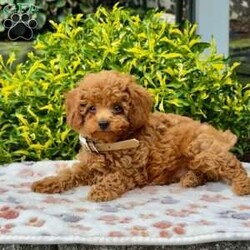 Ace/Maltipoo									Puppy/Male	/9 Weeks,Meet this beautiful Malti-poo puppy, who is waiting to meet you! Ace, is cute as a button, socialized, and friendly. He has a plush coat of the softest reddish hair.  He is being family raised with children and could be the perfect addition to your family. Vet checked and up to date on shots and de-wormer, Ace, comes home with a 30 day health guarantee as well as an extended genetic health guarantee, both provided by the breeders. Learn more and schedule your visit to meet Ace, by calling Daniel today!