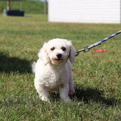 Gem/Bichon Frise									Puppy/Male	/8 Weeks,Meet Gem, an AKC Bichon puppy who’s as charming as can be! With his snow white, fluffy coat and sparkling eyes, Gem is a little bundle of joy. He has a playful spirit but he also loves to cuddle, he makes the best side-kick and snuggle buddy. This breed is known for their lively and playful nature, they also tend to be very smart and eager to please which makes the training process relatively easy. This little guy has a happy energy that’s contagious, he knows how to brighten any ordinary day!