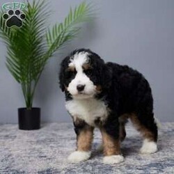 Bliss/Mini Bernedoodle									Puppy/Female	/7 Weeks,Woof woof! Hi there, I’m Bliss, your future best friend! I’m a mini Bernedoodle, which means I’m the perfect blend of playful energy and cuddly sweetness.