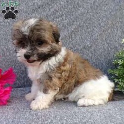 Lily/Havanese									Puppy/Female	/8 Weeks,Hi, im a Havanese puppy. I am looking forward to meeting you! I am up to date with my immunizations, my wormer medications, and I have a Micro-chip so that I can be easily identified if I ever become lost! 